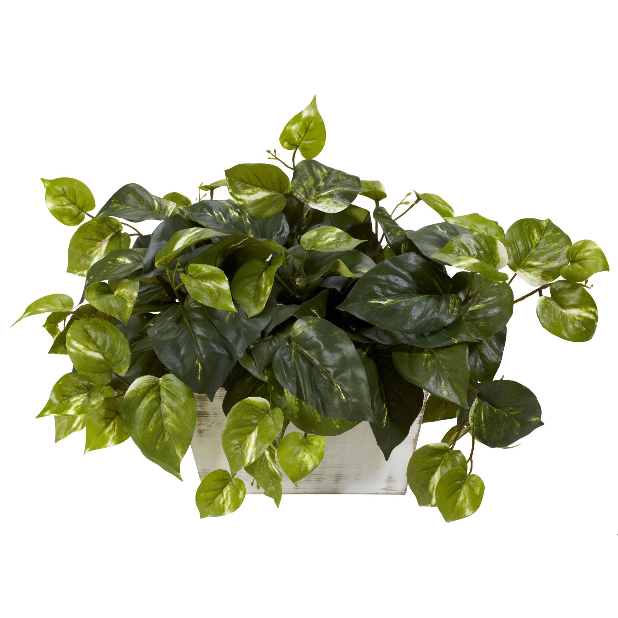14" Pothos with White Wash Planter
